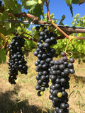 Cabernet Sauvignon 2017 (CABSAV17)