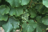 Semillon Sauvignon Blanc 2015 (SSB15)