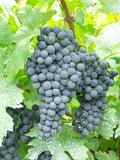 Old Vine Cabernet Sauvignon 2019 (CABSAV19)