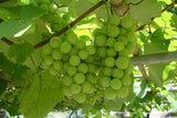 Semillon Sauvignon Blanc 2019 (SSB19)